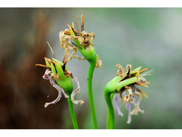 Dodecatheon meadia (Eastern shooting star) #36238