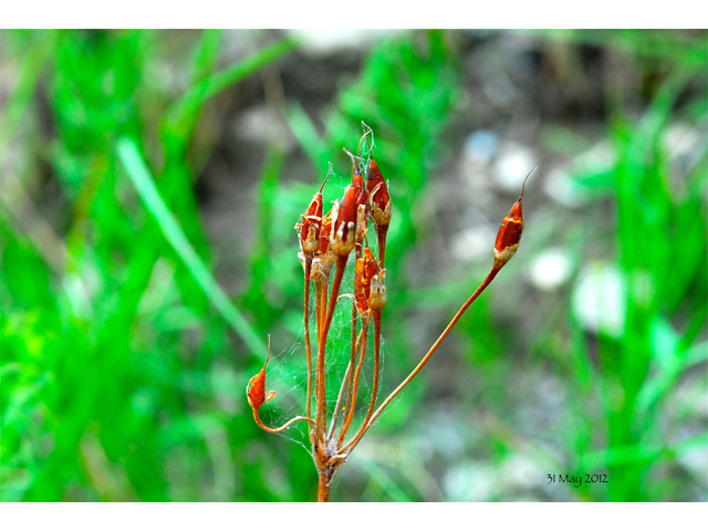 Dodecatheon meadia (Eastern shooting star) #36239