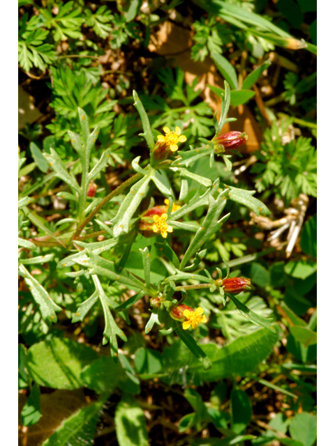 Dyssodia papposa (Dogweed) #36240