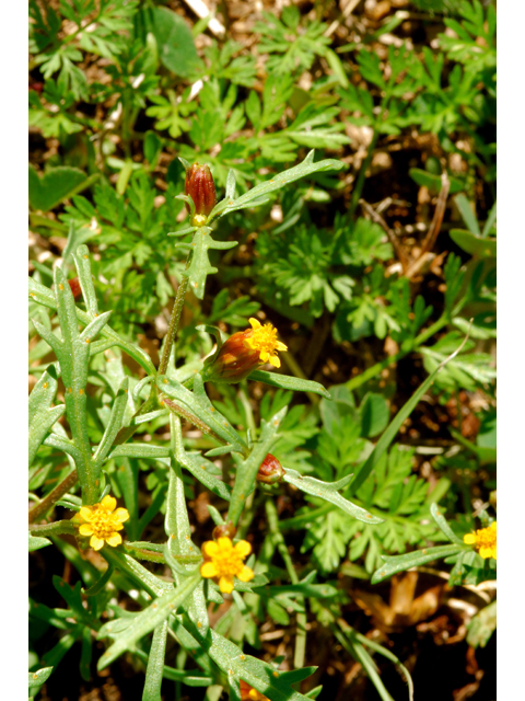 Dyssodia papposa (Dogweed) #36241