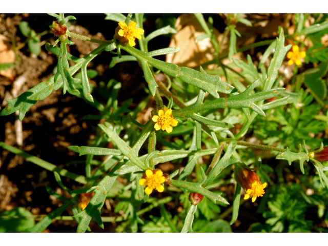 Dyssodia papposa (Dogweed) #36242