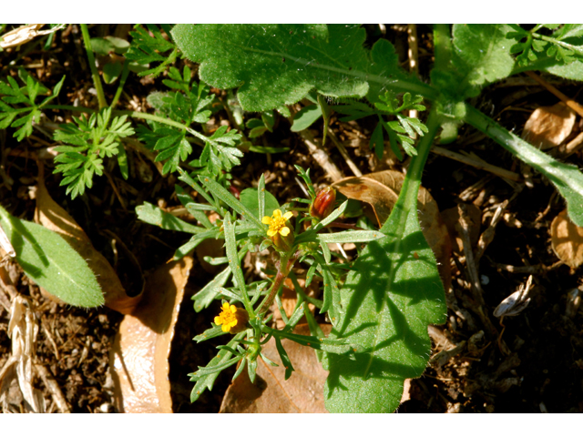 Dyssodia papposa (Dogweed) #36243