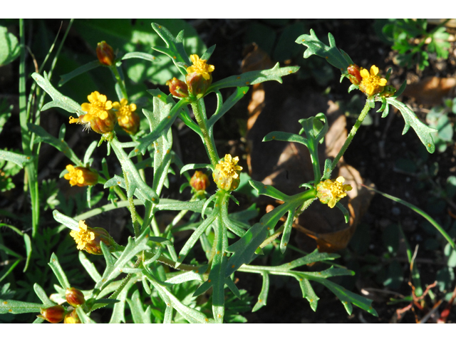 Dyssodia papposa (Dogweed) #36245