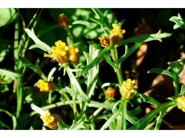 Dyssodia papposa (Dogweed) #36246