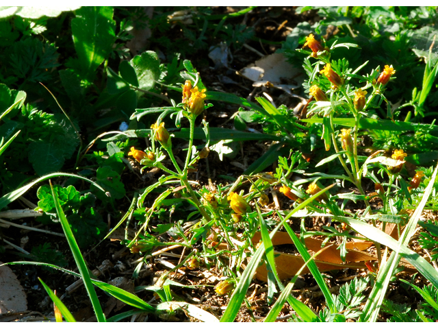 Dyssodia papposa (Dogweed) #36247