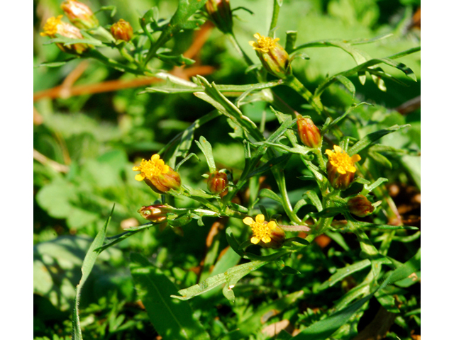 Dyssodia papposa (Dogweed) #36249