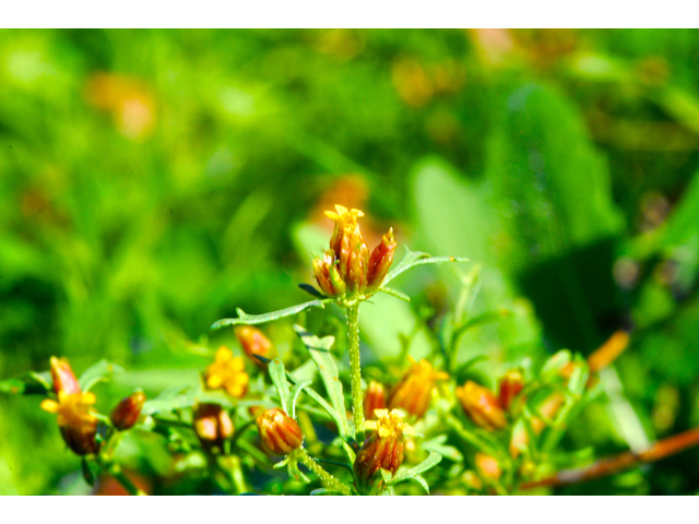 Dyssodia papposa (Dogweed) #36250