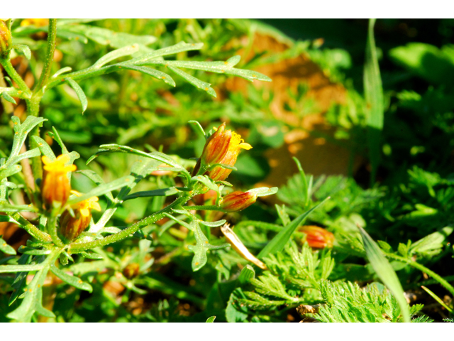 Dyssodia papposa (Dogweed) #36251