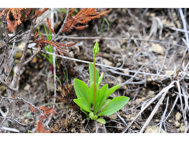 Dodecatheon meadia (Eastern shooting star) #36252