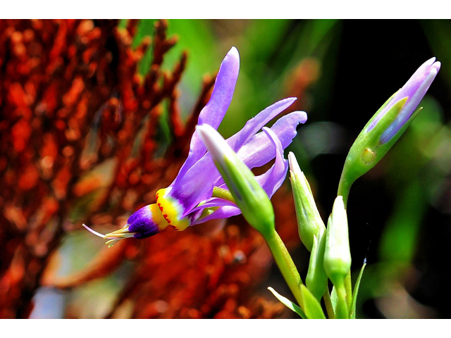 Dodecatheon meadia (Eastern shooting star) #36254