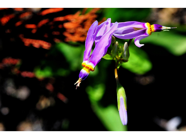 Dodecatheon meadia (Eastern shooting star) #36257