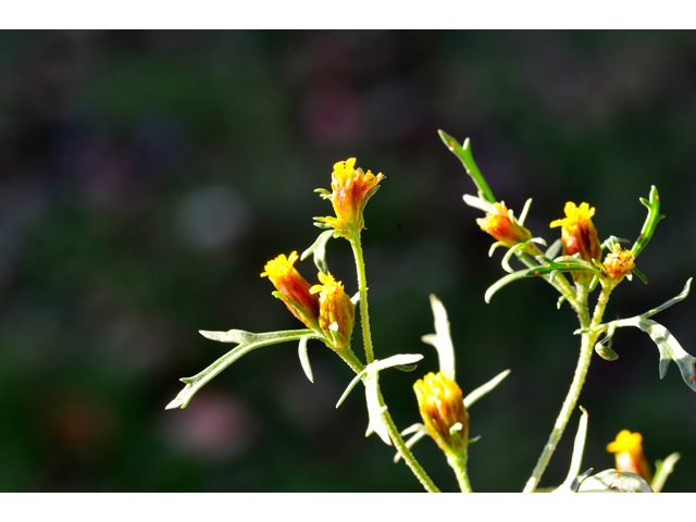 Dyssodia papposa (Dogweed) #36261