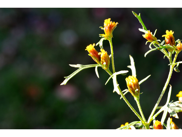 Dyssodia papposa (Dogweed) #36262