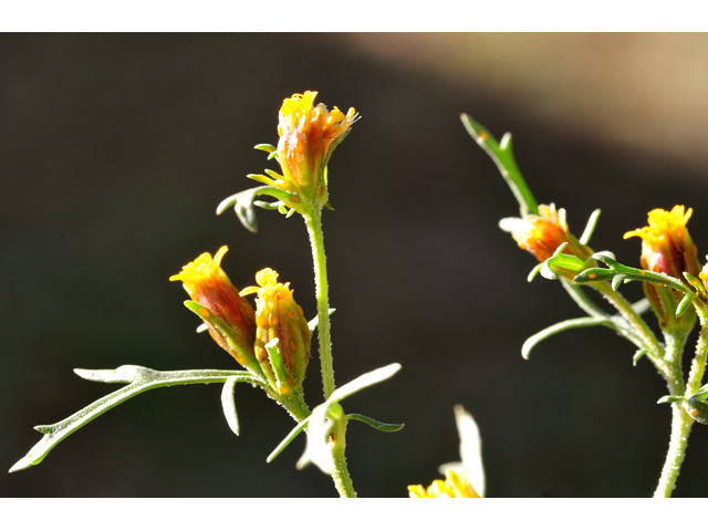 Dyssodia papposa (Dogweed) #36263