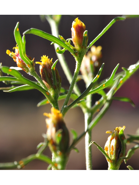 Dyssodia papposa (Dogweed) #36264