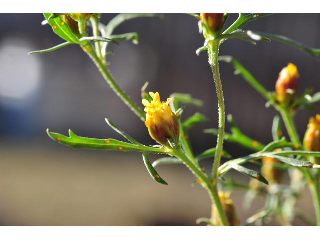 Dyssodia papposa (Dogweed) #36266