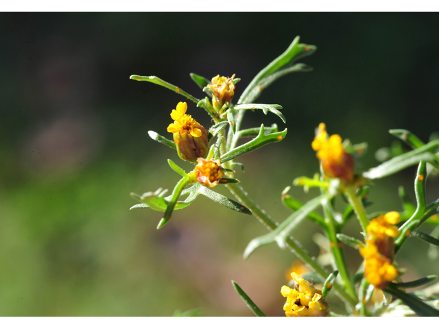 Dyssodia papposa (Dogweed) #36268