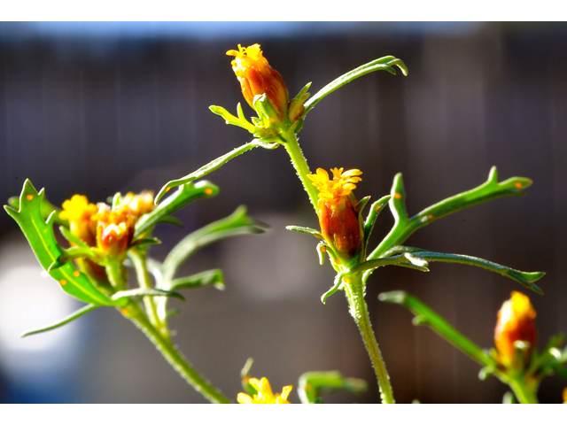 Dyssodia papposa (Dogweed) #36269