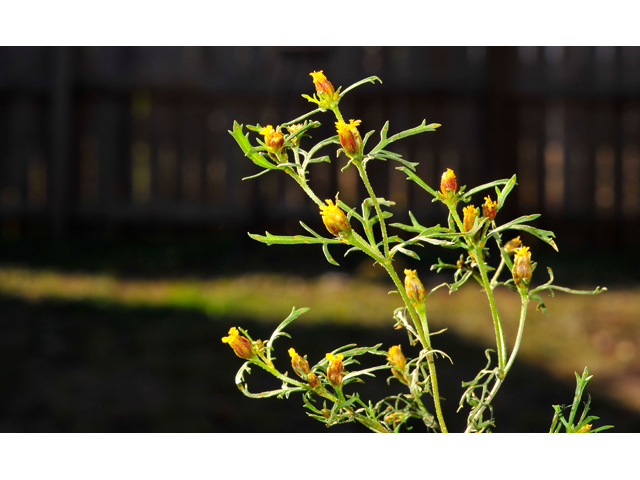 Dyssodia papposa (Dogweed) #36270