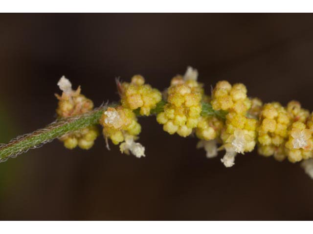 Acalypha monococca (Slender threeseed mercury) #60449