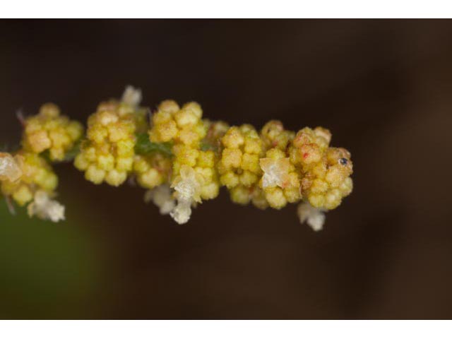 Acalypha monococca (Slender threeseed mercury) #60450