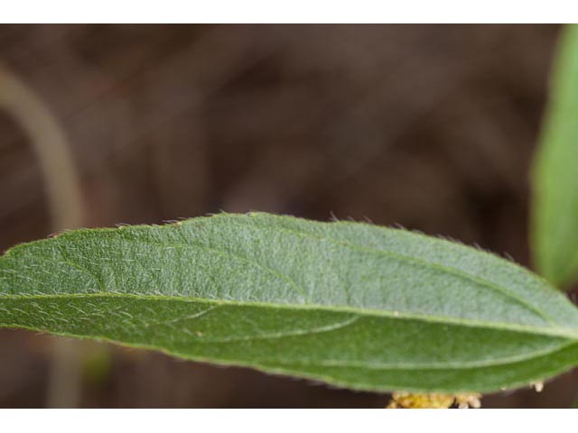 Acalypha monococca (Slender threeseed mercury) #60452