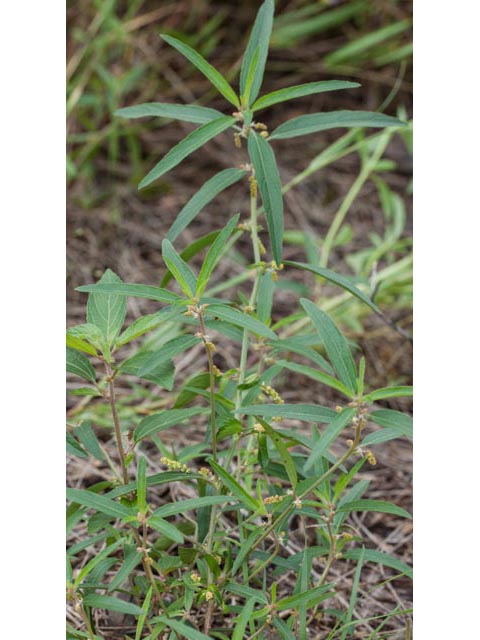 Acalypha monococca (Slender threeseed mercury) #60455