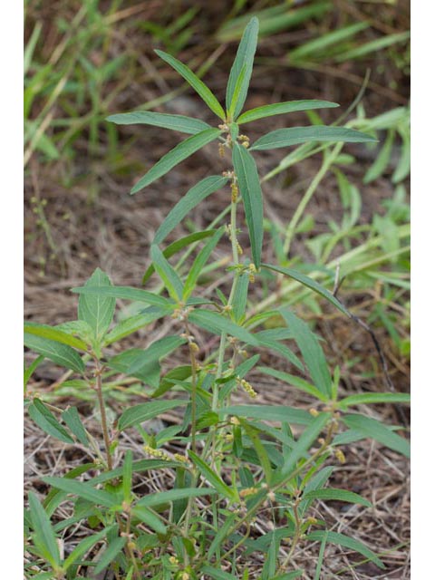 Acalypha monococca (Slender threeseed mercury) #60457