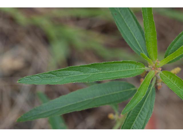 Acalypha monococca (Slender threeseed mercury) #60460