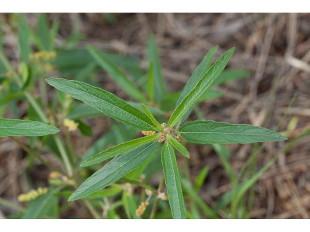 Acalypha monococca (Slender threeseed mercury) #60463