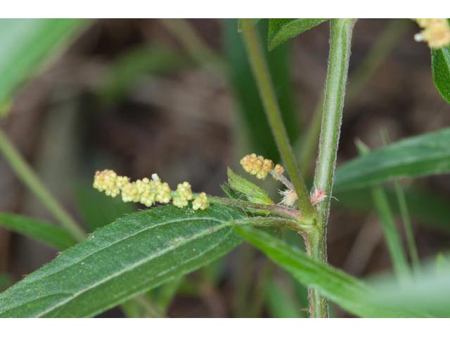 Acalypha monococca (Slender threeseed mercury) #60464