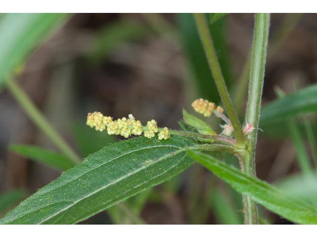 Acalypha monococca (Slender threeseed mercury) #60465