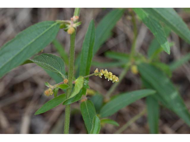 Acalypha monococca (Slender threeseed mercury) #60466