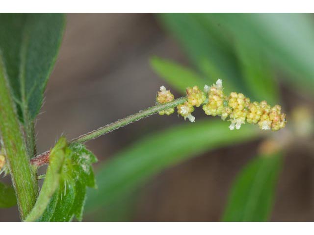 Acalypha monococca (Slender threeseed mercury) #60467