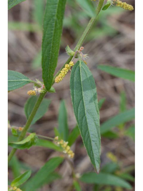 Acalypha monococca (Slender threeseed mercury) #60468