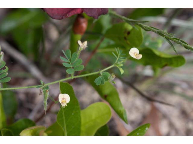 Aeschynomene viscidula (Sticky jointvetch) #60470