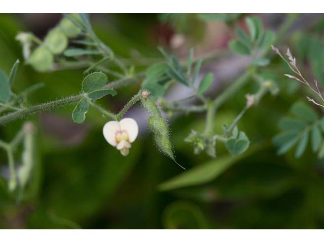 Aeschynomene viscidula (Sticky jointvetch) #60471