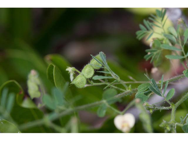 Aeschynomene viscidula (Sticky jointvetch) #60472