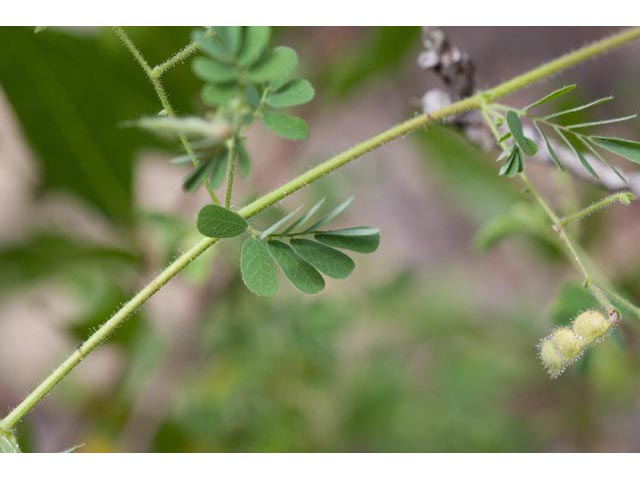 Aeschynomene viscidula (Sticky jointvetch) #60474