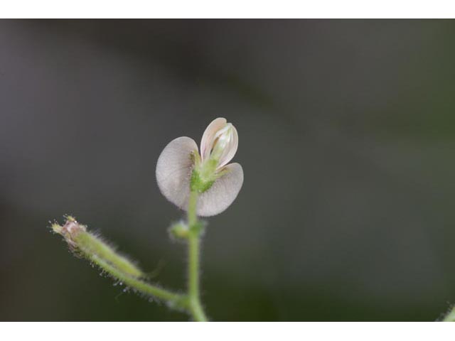 Aeschynomene viscidula (Sticky jointvetch) #60476