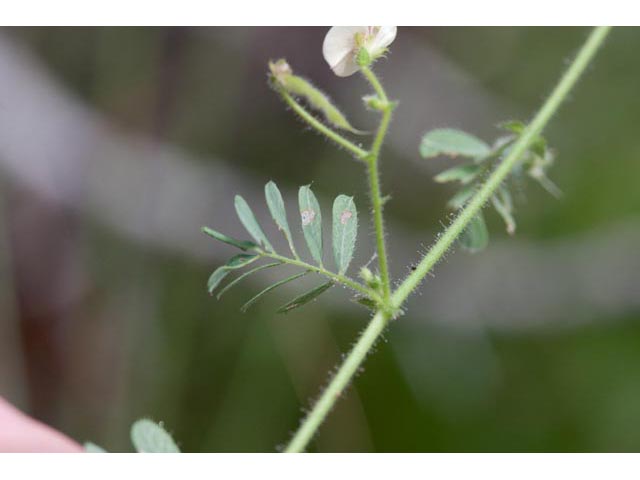 Aeschynomene viscidula (Sticky jointvetch) #60478