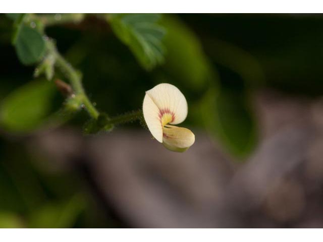 Aeschynomene viscidula (Sticky jointvetch) #60480