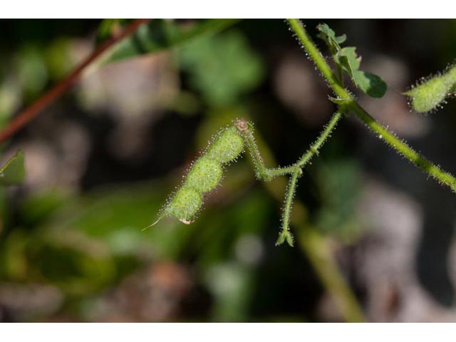 Aeschynomene viscidula (Sticky jointvetch) #60482