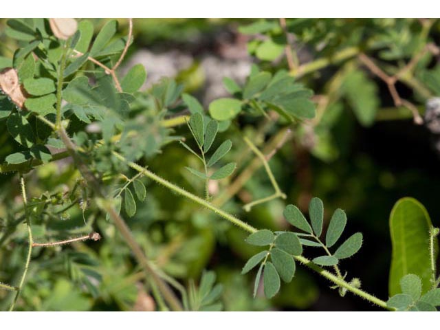 Aeschynomene viscidula (Sticky jointvetch) #60483