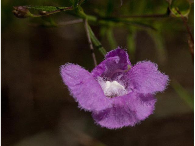 Agalinis homalantha (San antonio false foxglove) #60486