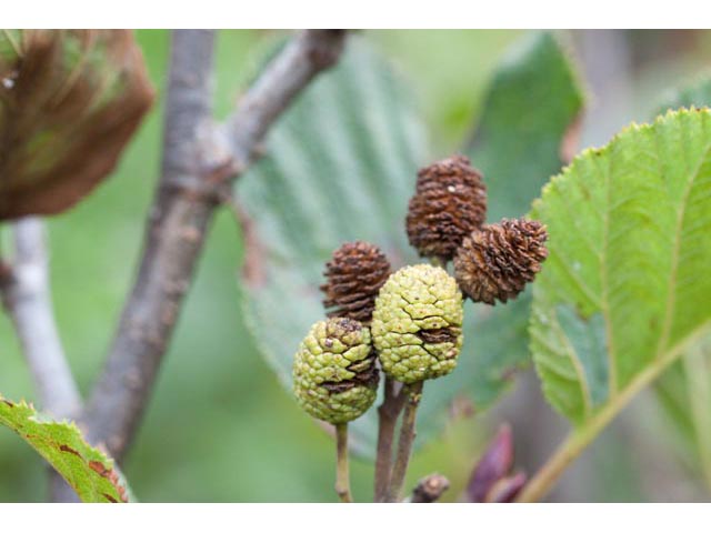 Alnus viridis (Green alder) #61378