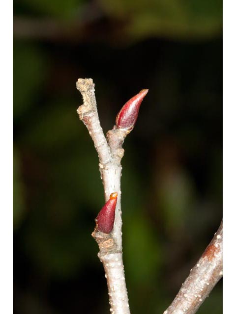 Alnus viridis (Green alder) #61380