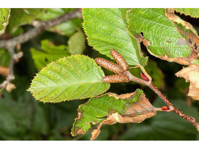 Alnus viridis (Green alder) #61386