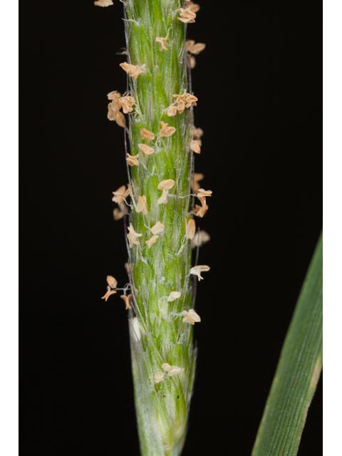 Alopecurus carolinianus (Carolina foxtail ) #61394