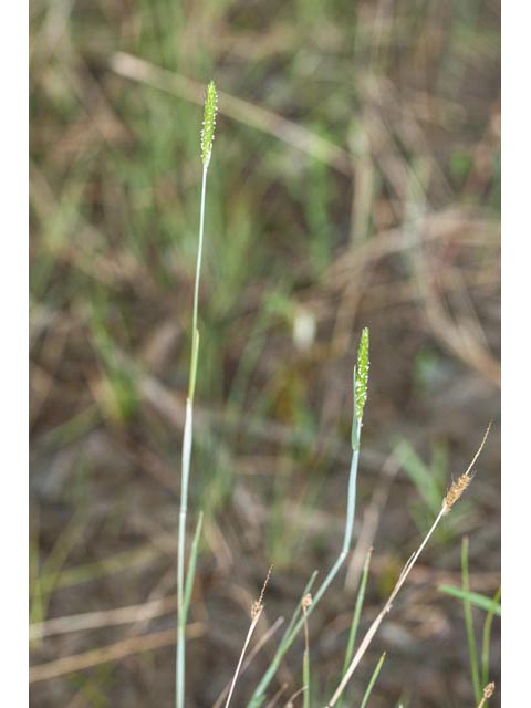 Alopecurus carolinianus (Carolina foxtail ) #61400